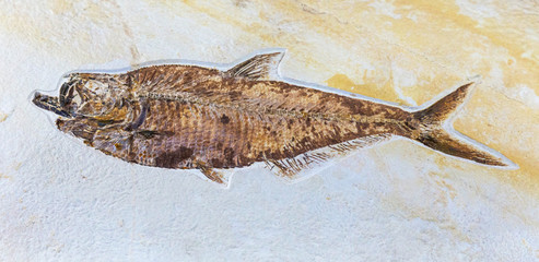 fossil of fish