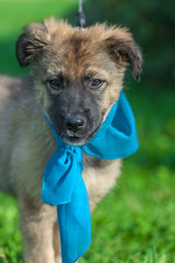 brown puppy  in a blue shawl on his neck