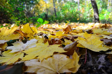 Background group autumn orange leaves. Outdoor.