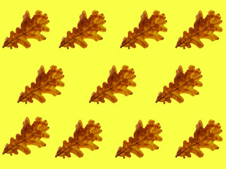 Oak leaves on a yellow background