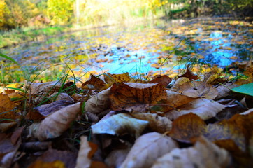 Background group autumn orange leaves. Outdoor.