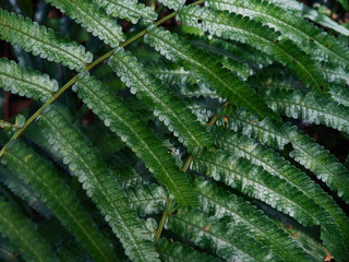 Fern green leafs. Beautyful ferns leaves green foliage natural floral fern background. Rainforest botanical garden