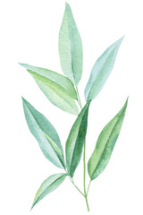 eucalyptus leaves on a white background, watercolor illustration