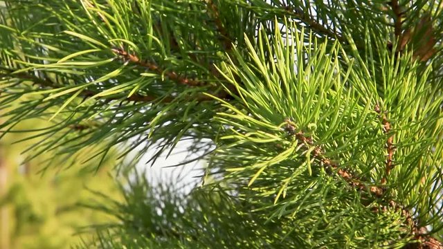 spruce green branches close-up, fon for new year mood