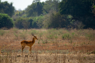 Puku male antelope alone in the wild