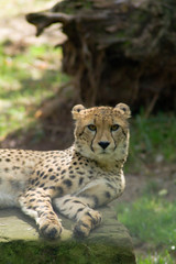 Gepard