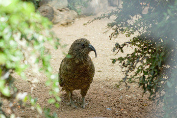 Kea