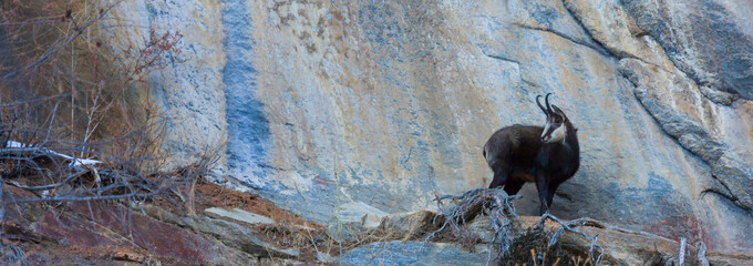 CHAMOIS - REBECO  o SARRIO (Rupicapra rupicapra)