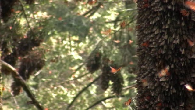 Monarca Butterflies Nest