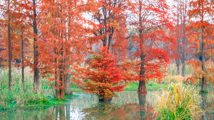 Beautiful colorful forest and water reflection in nature park,autumn landscape.