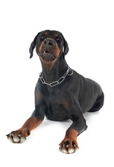 Obraz premium doberman pinscher in studio