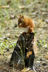 Squirrel fur funny pets autumn forest on background