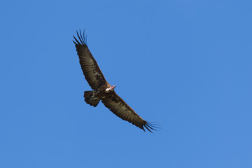 Fototapeta na wymiar Hooded Vulture, Necrosyrtes monachus, in flight, Kenya, Africa.