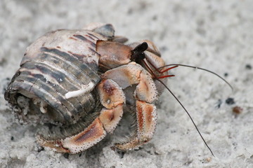 Hermit crab