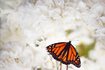 Monarch butterfly on lushly blooming  delicate flowers..The most famous butterfly of North America is the monarch's daaid. Gentle artistic photo. Soft selective focus.