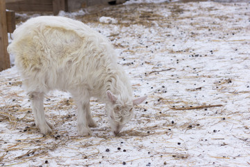 Fototapeta premium White kid goat in the winter farm yard