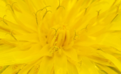 closeup of yellow dandelion flower