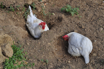 hen animal of class Aves (birds)