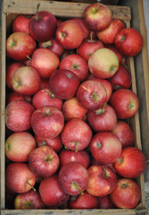 Fototapeta na wymiar red apple fruit food