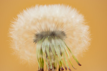 Dandelion seeds