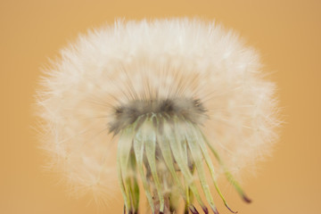 Dandelion seeds
