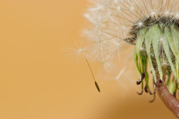 Dandelion seeds