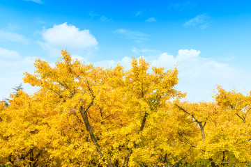 Fototapeta premium Beautiful yellow ginkgo tree in nature park,autumn landscape.