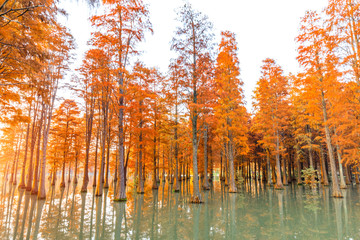 Beautiful colorful forest and water reflection in nature park,autumn landscape.