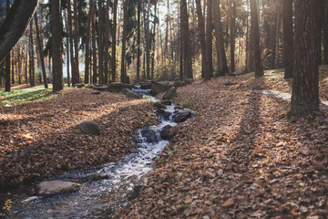 autumn landscape. the stream flows along the rocks in the forest