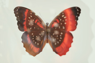 blurred abstract butterfly. double exposure. tropical insect