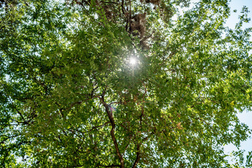 Morning Sun Peaking through the green trees leaves