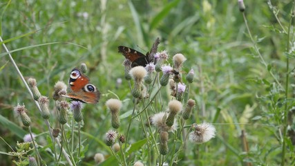 Insects in the meadow eat nectar.