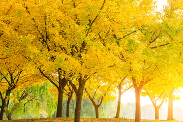 Obrazy na Szkle  Piękne żółte drzewo ginkgo w parku przyrody, jesienny krajobraz.