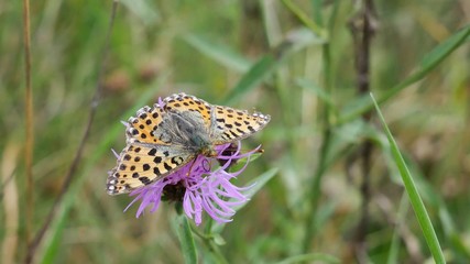Shaggy butterfly twisted its proboscis ring