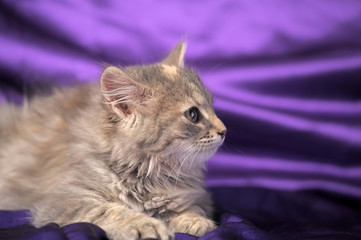 Fototapeta na wymiar cute fluffy gray kitten on a purple background