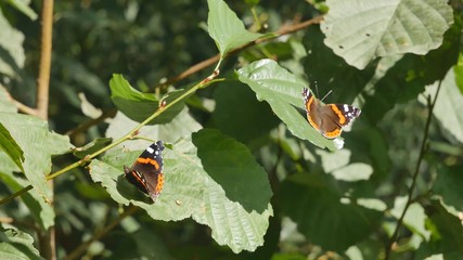 Two admiral butterflies are sitting on the leaves of a branch