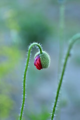 Obraz premium Blooming red poppy in a meadow on a summer day.