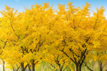 Beautiful yellow ginkgo tree in nature park,autumn landscape.