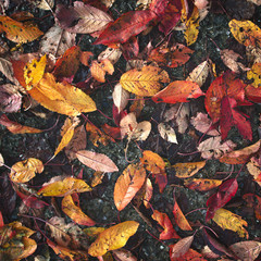 Wet autumn leaves fallen on the pavement