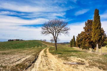 Fototapeta na wymiar Rural landscape in Tuscany Italy