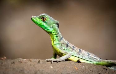 Costa Rica wildlife: juvenile plumed basilisk (Basiliscus plumifrons), also called the green basilisk, the double crested basilisk, or the Jesus Christ lizard at Tortuguero national park, Costa Rica.