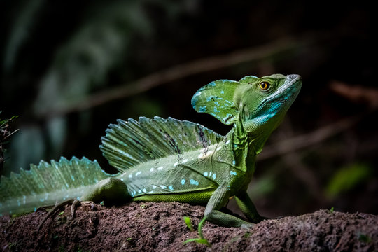 Costa Rica wildlife: male plumed basilisk (Basiliscus plumifrons), also called the green basilisk, the double crested basilisk, or the Jesus Christ lizard at Tortuguero National park, Costa Rica.