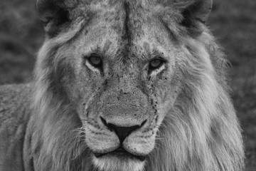 portrait of a yung lion