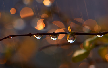 Water drops on the twig after the rain