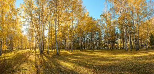 Birch golden forest at the autumn. Panorama