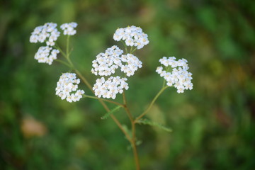 White flowers
