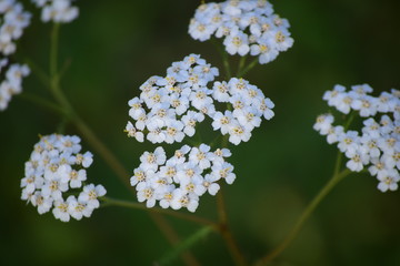 White flowers