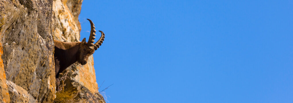 ALPINE IBEX -  IBICE DE LOS ALPES (Capra ibex), Gran Paradiso National Park, Valnontey, Aosta Valley, Alpes, Italy, Europe