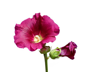 Maroon flower mallow isolated on a white background