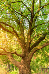 Green camphor tree in nature park